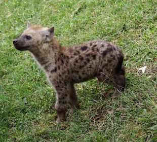 na ihr in der Blechkiste
