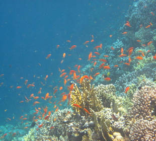 Viele Juwelen-Fahrenbarsche am Außenriff