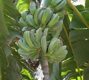 Rundgang durch den Botanischen Garten Cagliari
