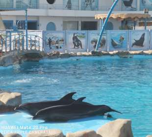Delfinarium - Dolphin World