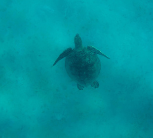 Schnorcheln in Abu Dabbab