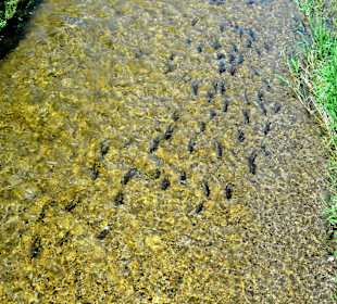 Forellen im Mühlbach des Kurparks
