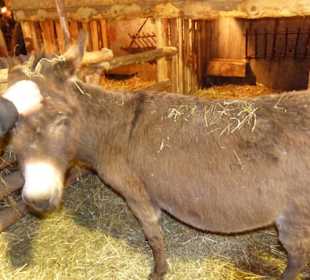Weihnachtsmarkt Illertissen