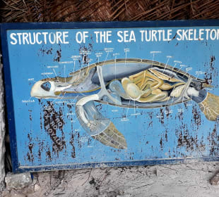 Mnarani Marine Schildkröten Conservation