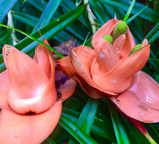 Aus dem Garten von Ti Kwen Glocho