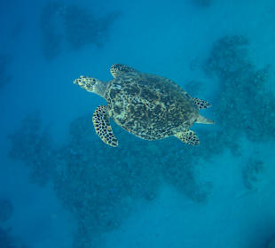 Schnorcheln Makadi Bay