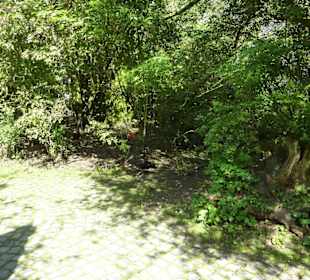 Großvoliere mit Vögeln