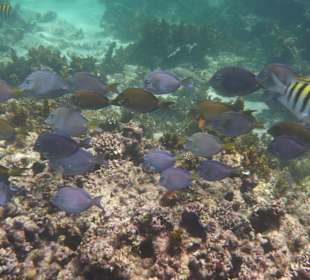 Schwarm Doktorfische