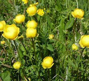 Rigirollen (Drollblume)