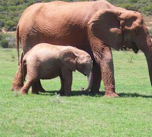 18 Monate altes Baby