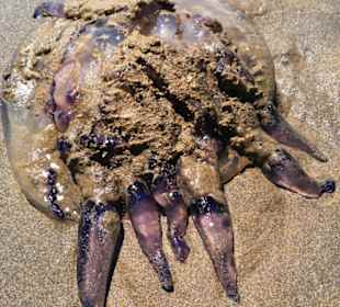 Strand in Bibione Juni 2012