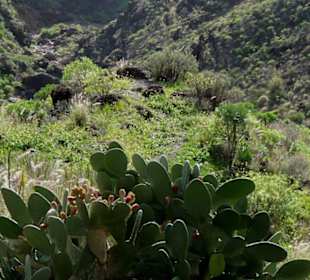 Blick in grüne Täler