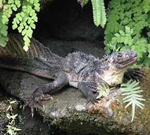 Bali Bird Park & Rimba Reptil