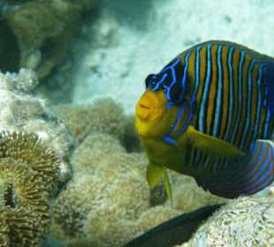 Traumstrand & Korallenriffe/Fische der Superlative