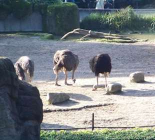Tierpark Hagenbeck