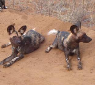 Wildhunde