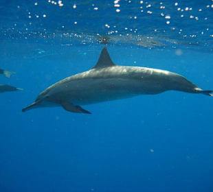 Delpfine am Hausriff