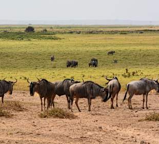 Gnus im Amboseli