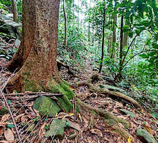 Parque Natural Obô do Príncipe