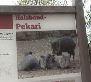 Südamerika Bereich - Halsband-Pekari