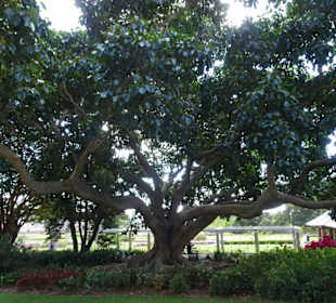 Stadtrundgang Sydney