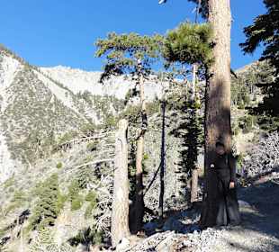 Горы Сан-Габриэль - много сосен