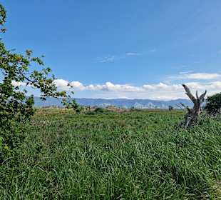 Boggy Pond Wairarapa Moana Wetlands