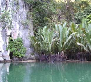 Palmen am Underground River Auslauf
