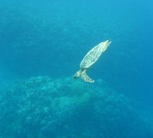 Schnorcheln Marsa Alam