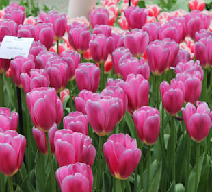 Keukenhof