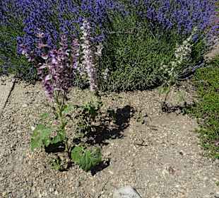 Stadtrundgang Singen