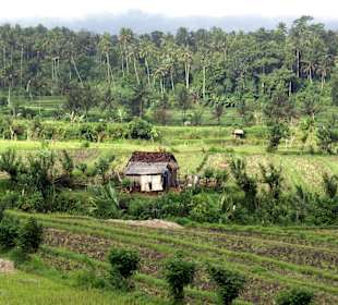 Reisfelder (Ost-Bali)