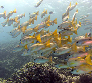 Schnorcheln Abu Dabbab