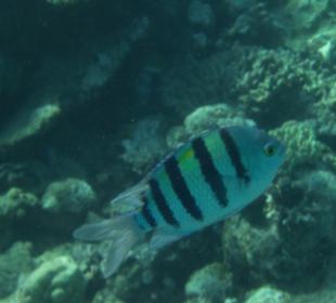 Riff Korallen - Hotel Citadel Azur Resort