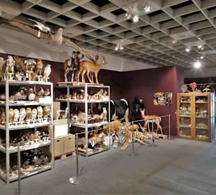 Blick in die Sammlung des Naturkundemuseums