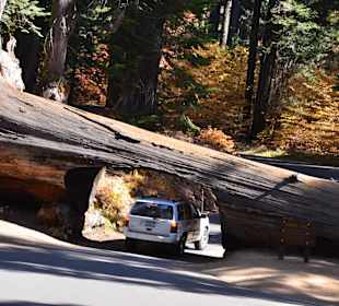 Przejazdy przez park