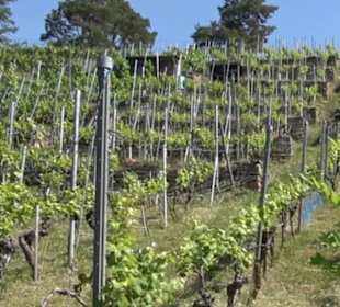 Früchtetrauf - Wurmlinger Kapellenwegle