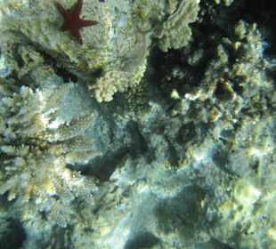 Stern