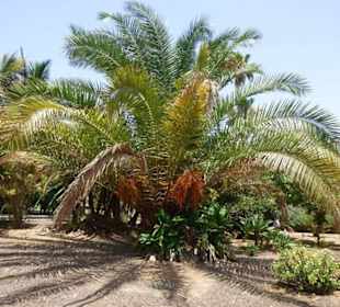 Schöner Garten