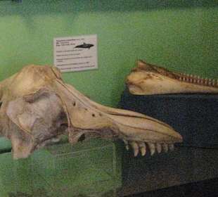 Naturhistorisches Museum