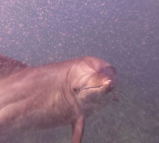 Delfinausflug 