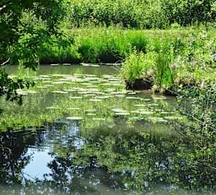 Eindrücke vom Rundgang am Krimpelsee