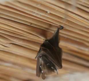 Fledermaus