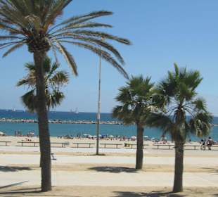 Palme sul lungo mare