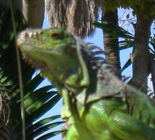 zutrauliches Kerlchen