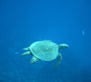 Schildpad op het huisrif