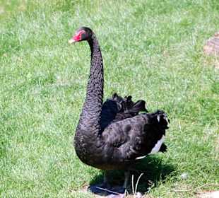 Vogelart im Tierpark Herberstein