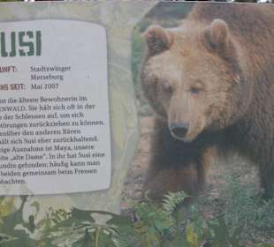 Info-Tafel über  jeden Bären am Gehege