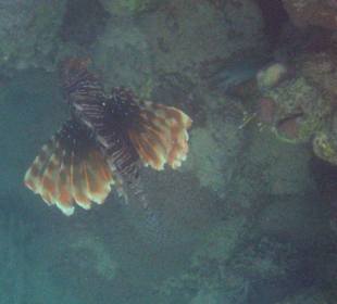 Coraya Bay, Feuerfisch