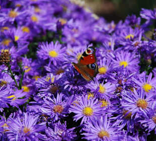 Welche Farbenpracht!